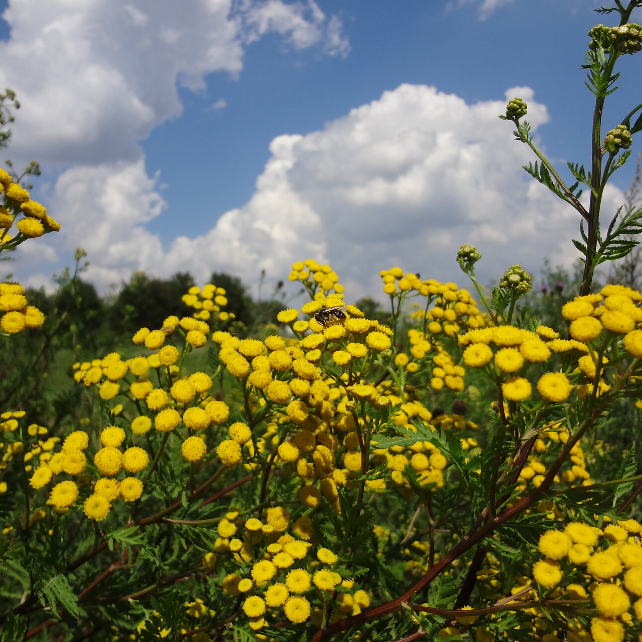 Foto: Rainfarn mit seinen gelben Blüten in einer grünen Landschaft unter einem blauen Himmel mit weißen Wolken. Die Blumen sind im Vordergrund, während der Himmel den Hintergrund dominiert.