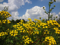 Foto: Rainfarn mit seinen gelben Blüten in einer grünen Landschaft unter einem blauen Himmel mit weißen Wolken. Die Blumen sind im Vordergrund, während der Himmel den Hintergrund dominiert.