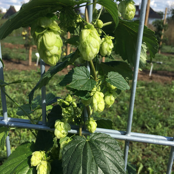 Hopfen