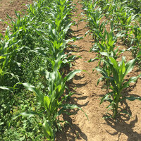 Foto: Reihen von jungen Maispflanzen wachsen auf einem Feld. Die Pflanzen sind grün und gesund, umgeben von Erde und einigen Unkräutern. Die Sonne scheint auf die Pflanzen, was auf eine landwirtschaftliche Umgebung hinweist.