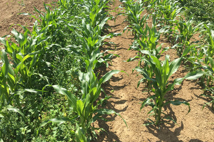 Foto: Reihen von jungen Maispflanzen wachsen auf einem Feld. Die Pflanzen sind grün und gesund, umgeben von Erde und einigen Unkräutern. Die Sonne scheint auf die Pflanzen, was auf eine landwirtschaftliche Umgebung hinweist.