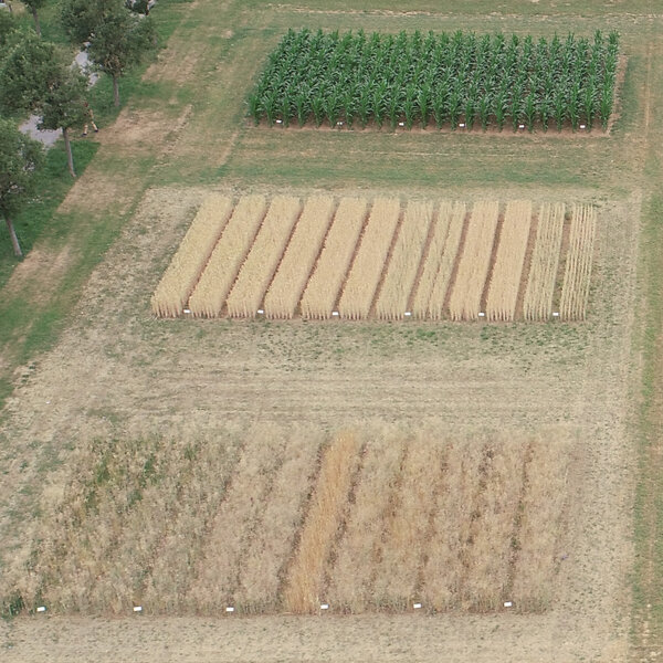 Anbauübersicht der Varianten