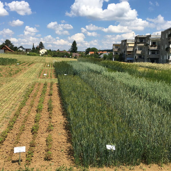 <p>Kohlenhydratreiche Körner­früchte</p>