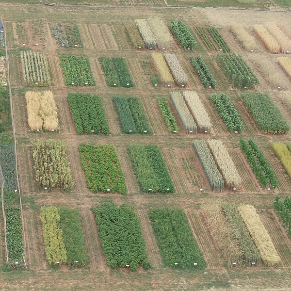 <p>Lehrgarten Pflanzenbau</p>