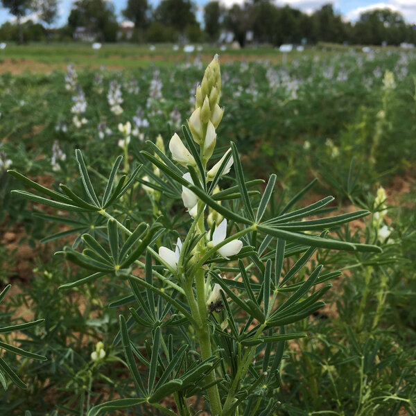 Eiweißreiche Körnerfrüchte
