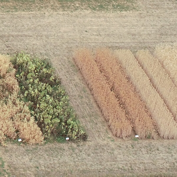 Lehrgarten Phytomedizin