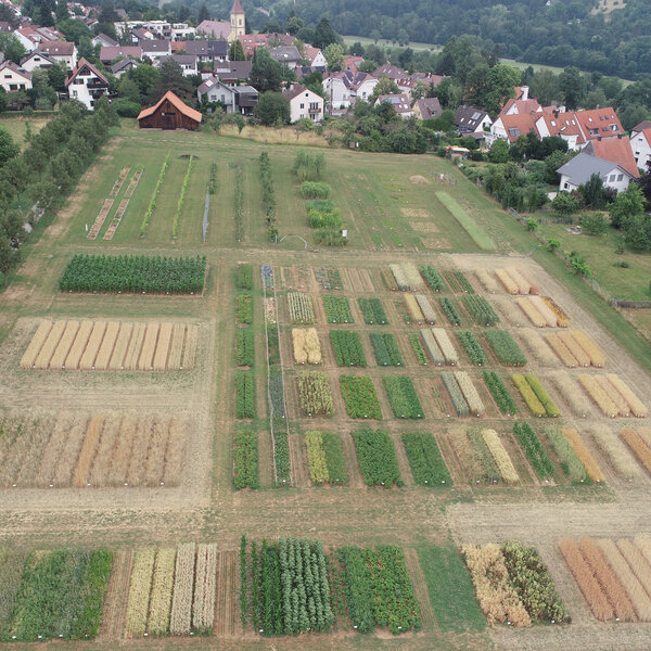 <p>Lehrgarten Agrarwissenschaften</p>