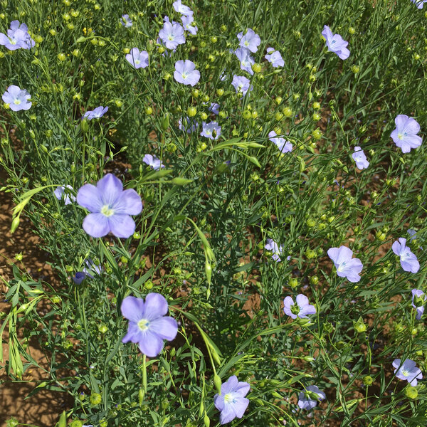 Ölreiche Körnerfrüchte