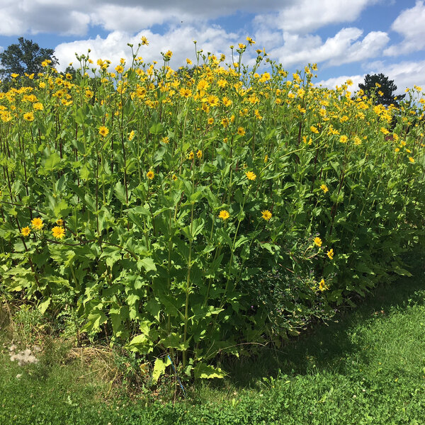 <p>Nachwachsende Rohstoffe und Energiepflanzen</p>