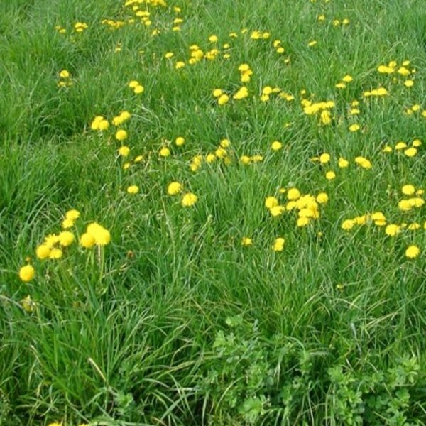 Plants of grassland