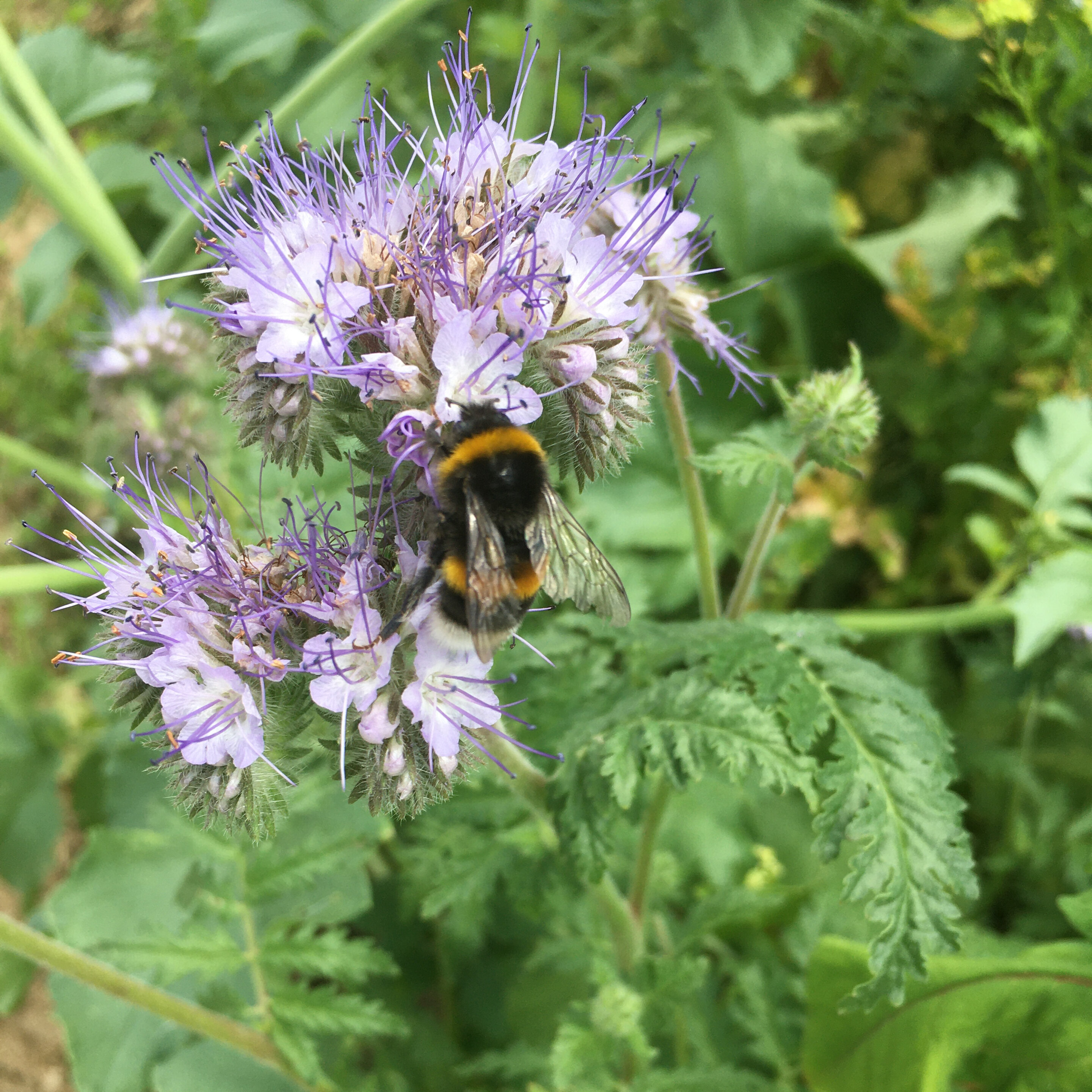Foto: Eine Hummel sitzt auf einer lila Phaceliablüte, umgeben von grünen Blättern. Die Blüte hat feine, violette Staubblätter und ist in einem Feld zu sehen.