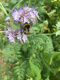 Foto: Eine Hummel sitzt auf einer lila Phaceliablüte, umgeben von grünen Blättern. Die Blüte hat feine, violette Staubblätter und ist in einem Feld zu sehen.