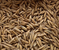 Foto: Nahaufnahme zeigt Körner von Hafer, die dicht aneinander liegen. Die Körner sind gelblich und zeigt seine natürliche Textur und Form.