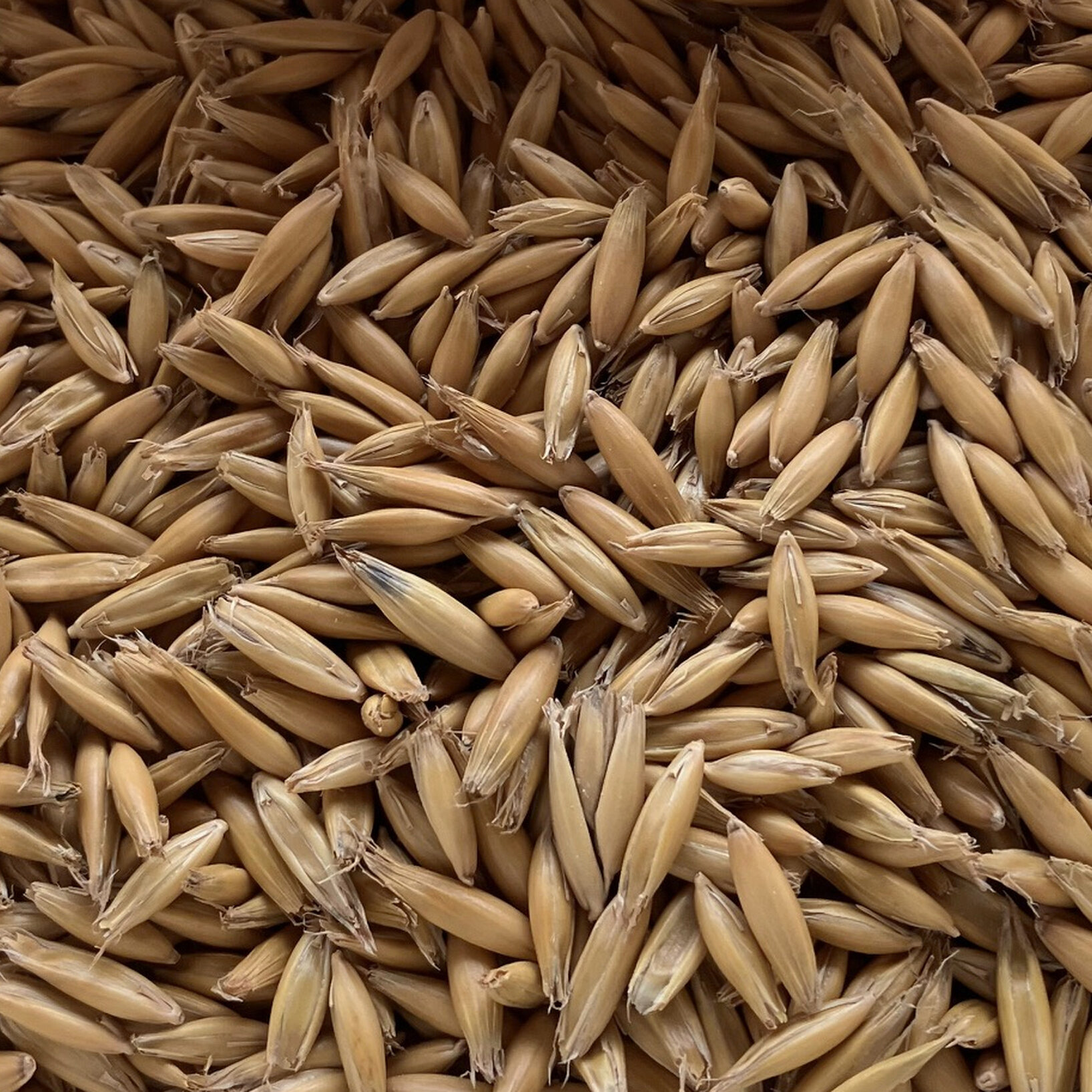 Foto: Nahaufnahme zeigt Körner von Hafer, die dicht aneinander liegen. Die Körner sind gelblich und zeigt seine natürliche Textur und Form.