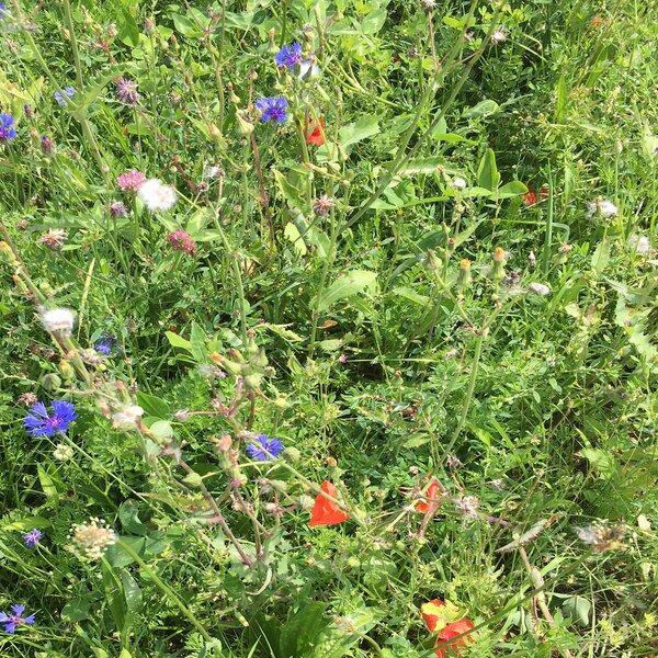 Foto: Eine Wiese mit verschiedenen Wildblumen und Kräutern, darunter blaue Kornblumen und rote Mohnblumen, umgeben von grünem Gras.