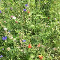 Foto: Eine Wiese mit verschiedenen Wildblumen und Kräutern, darunter blaue Kornblumen und rote Mohnblumen, umgeben von grünem Gras.