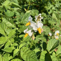 Foto: Nahaufnahme von weißen Kartoffelblüten mit gelben Staubblättern, umgeben von grünen Blättern. Die Pflanzen sind dicht gewachsen und füllen den Hintergrund.