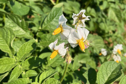 Foto: Nahaufnahme von weißen Kartoffelblüten mit gelben Staubblättern, umgeben von grünen Blättern. Die Pflanzen sind dicht gewachsen und füllen den Hintergrund.
